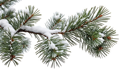 Snow Covered Pine Branch Winter Nature Photography