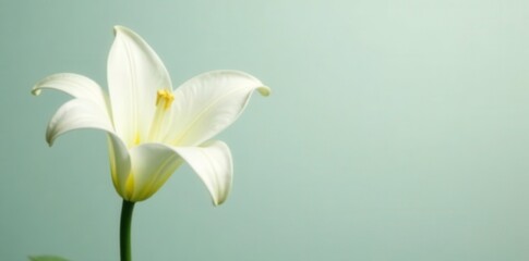 Obraz premium Pure white lily with delicate petals unfolding on a green stem, serene, blooming, pure