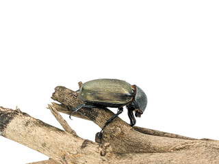 Female rhinoceros beetle on tree trunk isolated on white background