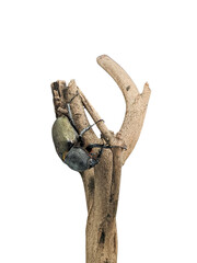 Female rhinoceros beetle on tree trunk isolated on white background
