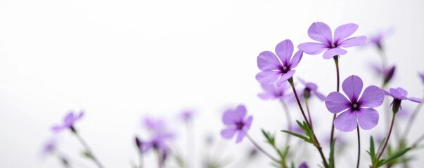 Purple periwinkle stems with small flowers in a clean white environment, isolated, bloom