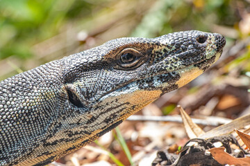 Monitor Lizard / Goanna
