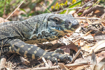 Monitor Lizard / Goanna