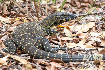 Monitor Lizard / Goanna