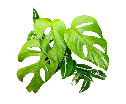 Syngonium wendlandii and Rhaphidophora pertusa plant leaves isolated on white background