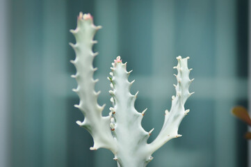 Euphorbia lactea white ghost or Euphorbia or Euphorbia mayurnathanii variegated ,Euphorbia lactea
