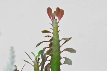 Euphorbia or Euphorbia mayurnathanii ,Euphorbia lactea or Euphorbia lacei Craib