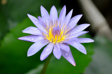 lotus or florescent purple lotus and rain droplet