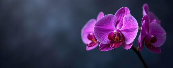 Naklejka premium Dark orchid blooms with violet dots against muted grey background, botanical, darkbackground, purplegrapes