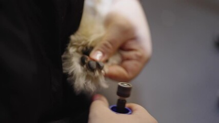 Essential tips for safe dog nail trimming at home for happy pets