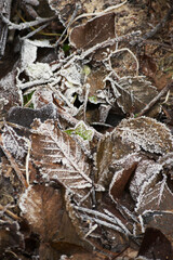 Frosty fallen leaves