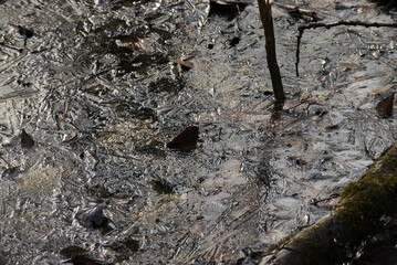 Frozen pond