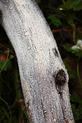Frost on log