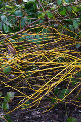 the red osier or red-osier dogwood (Cornus sericea)