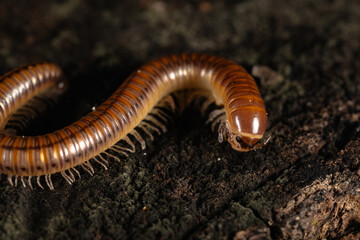 macro of millipede.