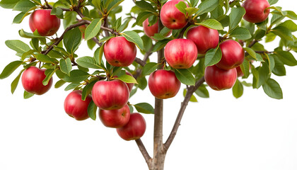 Obraz premium Ripe apples on a branch with green leaves in the garden during summer