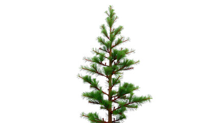 A single pine branch with green needles, perfect for the holiday season and Christmas decorations