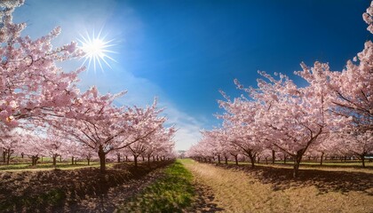 Naklejka premium 満開の桜と青空が広がる美しい春景色