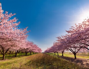 満開の桜と青空が広がる美しい春景色