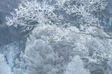 美しいカラマツの霧氷