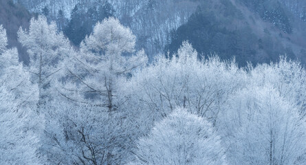 美しいカラマツの霧氷