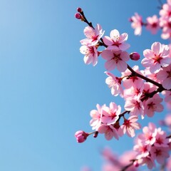 Cherry blossoms are in full bloom against a clear blue sky, flower, blossom, blossom