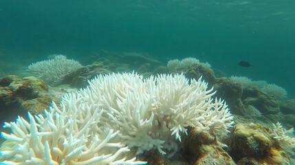 Bleached Coral Reef in Shallow Ocean Water