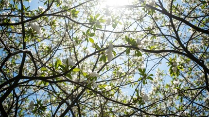 Obraz premium spring themed footage