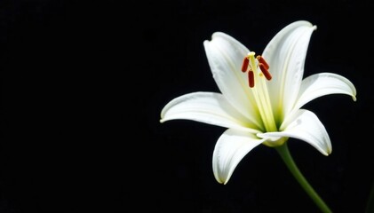 Fototapeta premium Single white lily stamen against black background, garden, bloom