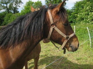 Fototapeta premium portrait of a horse in field
