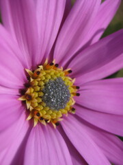 close up of pink flower