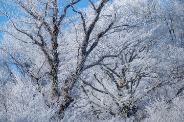 美しい霧氷の木々と青空