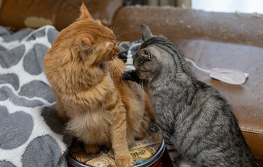 にらみ合う二匹の猫