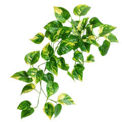 A Pothos plant with trailing vines and green-and-yellow variegated leaves, isolated on a transparency background