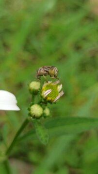 flies with beautiful colors that suck flower nectar