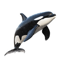 Isolated black dolphin, a marine mammal, with a wild ocean pair on transparent background