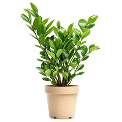 A potted ZZ plant with its signature glossy foliage, standing on a transparency background
