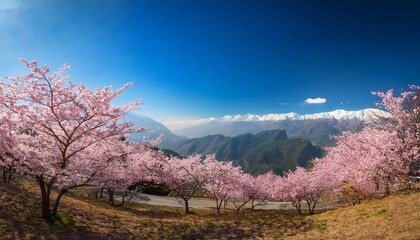 Obraz premium 遠くの山並みを背景に咲き誇る桜と青空