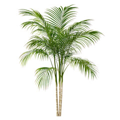 A tall Areca palm with feathery fronds, isolated on a transparency background