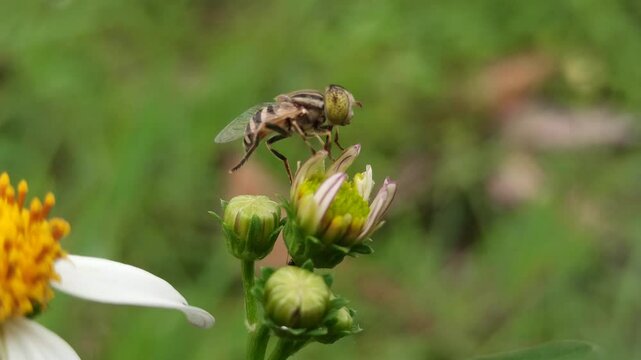 flies with beautiful colors that suck flower nectar