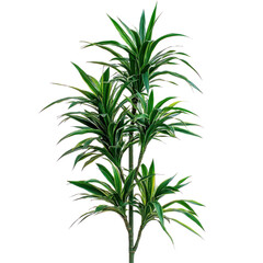 Fototapeta premium A tall Dracaena plant with thin, spiky leaves, isolated on a transparency background