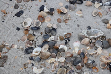 Jacksonville, Florida beach covered in sea shells background. 