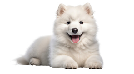 Obraz premium Adorable Samoyed Puppy Lying Down on a transparent background 