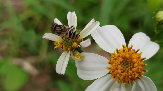 flies with beautiful colors that suck flower nectar
