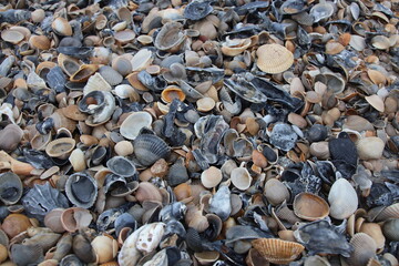 Jacksonville, Florida beach covered in sea shells background. 