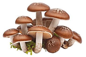 A close-up of shiitake mushrooms, emphasizing the unique texture of the cap and stem, with droplets of water highlighting their freshness and natural sheen.
