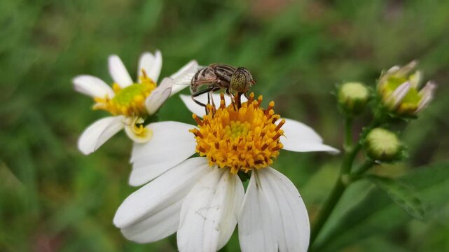 flies with beautiful colors that suck flower nectar
