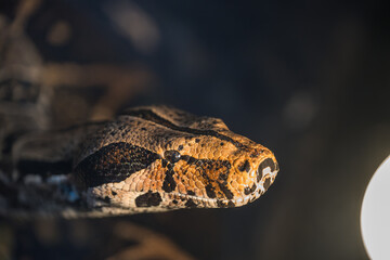 The boa constrictor (Latin: Boa constrictor) 