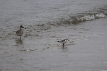 Ocean front with a sandbar and a fishing pier at Jacksonville Beach, Florida. 