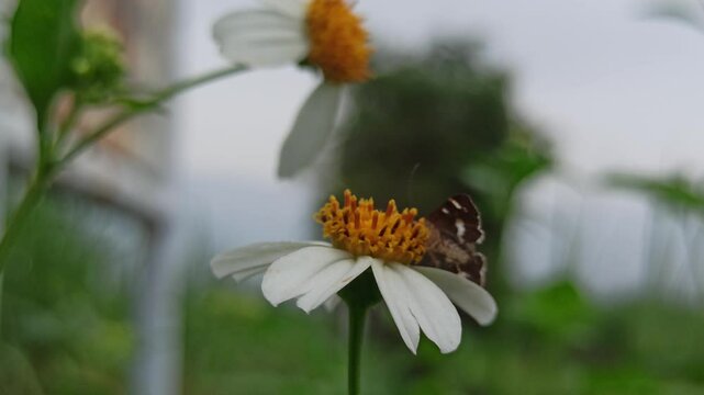Spoladea recurvalis on flower
